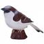House Sparrow