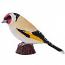 European Goldfinch