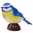 Blue Tit