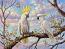 Sulphur Crested Cockatoo (CLONE)