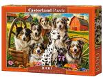 Happy Dogs In The Countryside