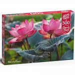 Pink Lotus Flowers