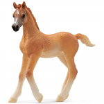 Arabian Foal