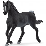 Arabian Stallion
