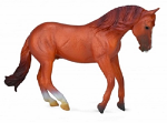 Australian Stock Horse Stallion Chestnut