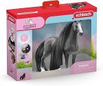 Beauty Horse Quarter Horse Mare Black
