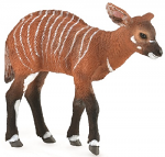 Bongo Antelope Calf