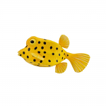 Box Fish