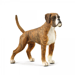 Boxer