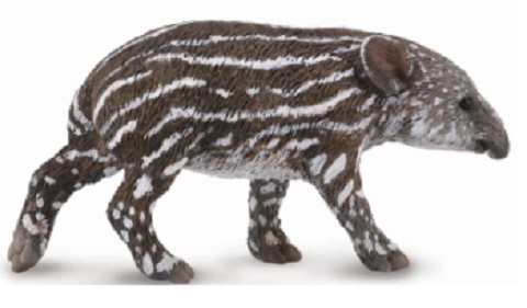 Bairds Tapir Calf