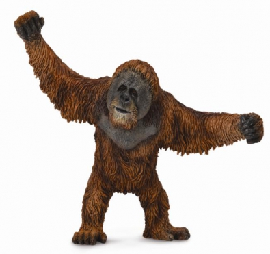 Orangutan Standing
