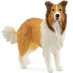 Collie