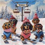 Dachshunds Skiing