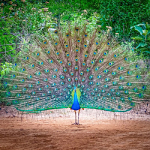 Dancing Peacock
