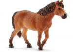 Dartmoor Pony Mare
