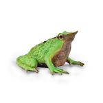 Darwin's Frog