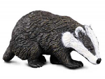 Eurasian Badger