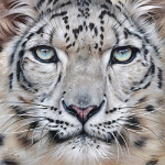Elena Kolotusha - Snow Leopard
