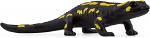 Fire Salamander