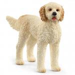 Goldendoodle
