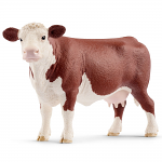 Hereford Cow