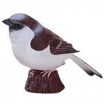 House Sparrow
