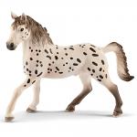 Knabstrupper Stallion 