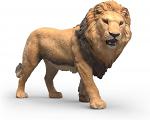 African Lion