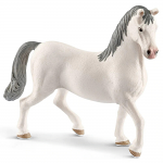 Lipizzaner Stallion