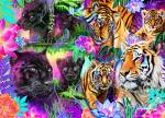 Magical Big Cats