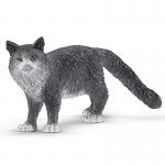 Maine Coon Cat