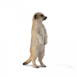 Meerkat
