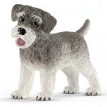 Miniature Schnauzer