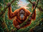 Orangutan