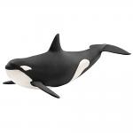 Orca / Killer Whale