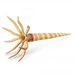 Orthocerus