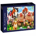 Petting Farm (2)