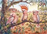 Pink Cockatoos In The Gums