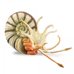 Pleuroceros Ammonite