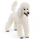 Poodle