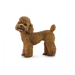 Poodle