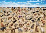 Pooping Dogs