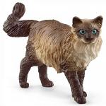Ragdoll Cat