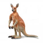 Red Kangaroo Male