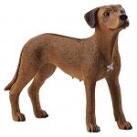Rhodesian Ridgeback