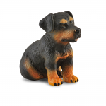 Rottweiler Pup
