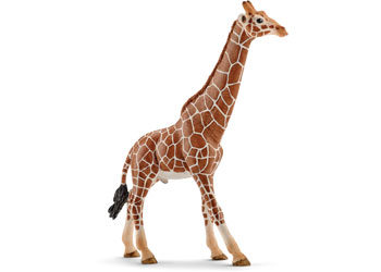 Giraffe Male 