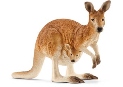 Kangaroo With Joey