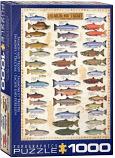 Salmon And Trout