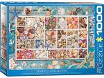 Seashell Collection